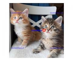 M/V Getrainde Maine Coon kittens