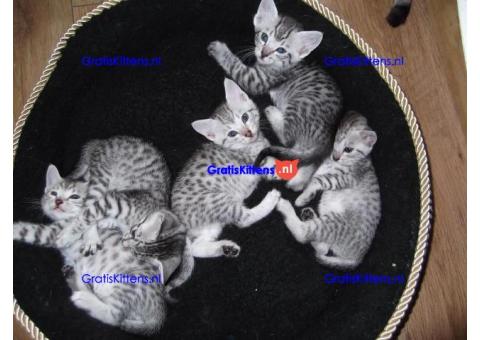 Mooie Egyptische mau kittens voor adoptie