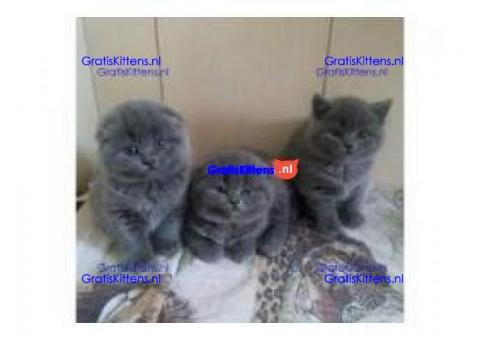 cute Scottish Fold kittens tica