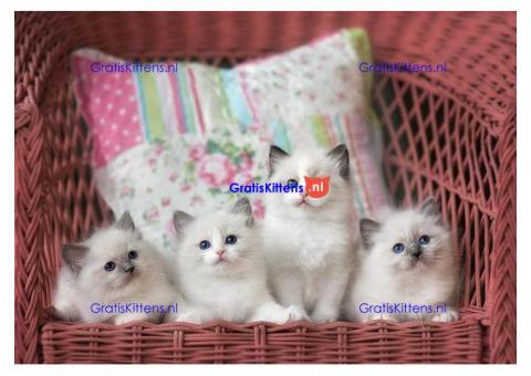 Gezonde mannelijke en vrouwelijke ragdoll kittens Op zoek naar nieuwe huizen