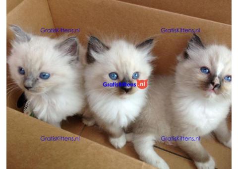 familie ragdoll kittens voor adoptie