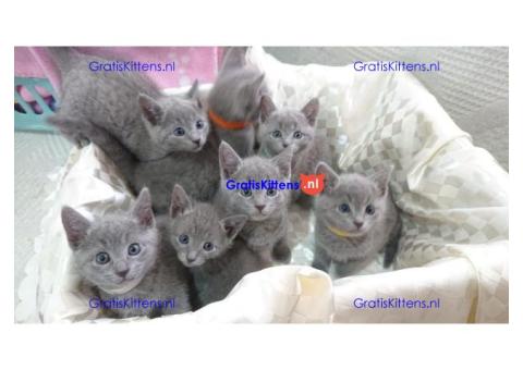 Russische blauwe kittens