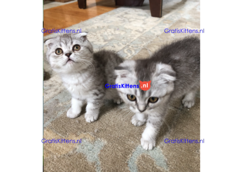 Scottish Fold Kittens