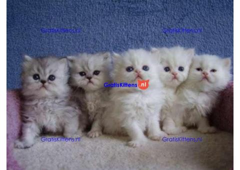 Perzische kittens te koop