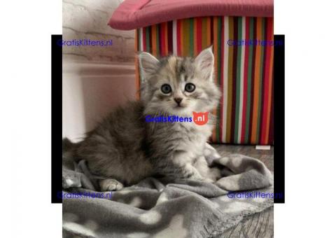 Siberische kitten te koop