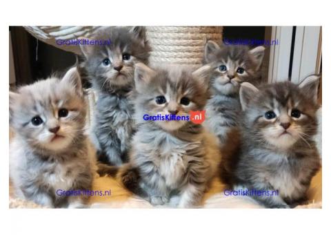 Volledige Maine Coon prachtige kittens nu klaar