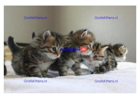 mannelijke en vrouwelijke Bengaalse kittens