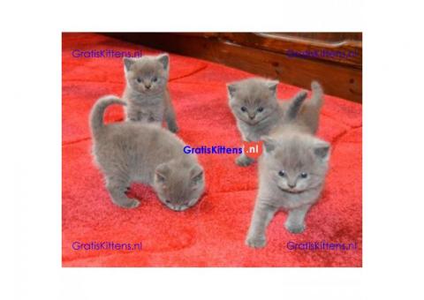 Russische blauwe kittens beschikbaar