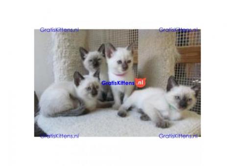 Siamese kittens