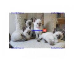 Siamese kittens