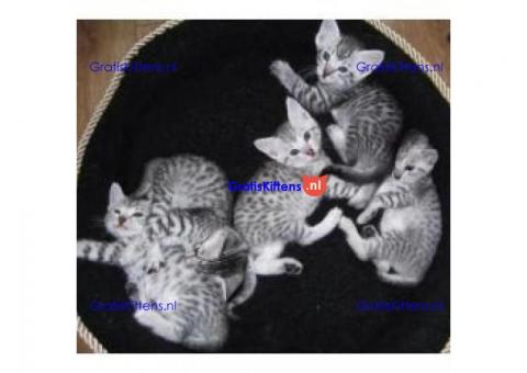 Egyptische Mau kittens