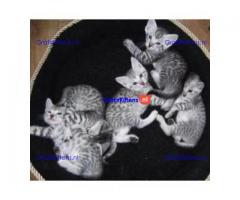 Egyptische Mau kittens