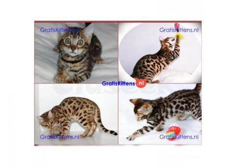 Bengaalse kittens nu klaar