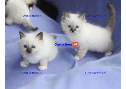 Mooie Birman Kittens