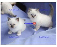 Mooie Birman Kittens