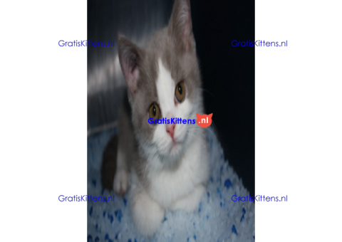 Mooie Britse korthaar kittens