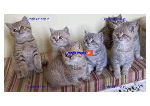 Mignone Britse korthaar kittens
