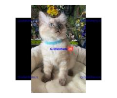 Mooie M/V Ragdoll kittens