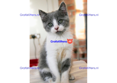 Britse korthaar kittens met stamboom