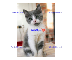 Britse korthaar kittens met stamboom
