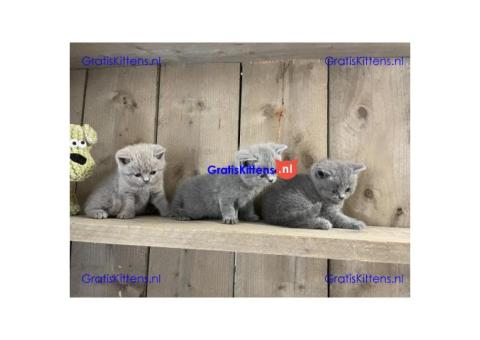 British Golden kittens met stamboom