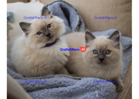 Ragdoll-kittens beschikbaar voor adoptie.