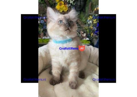 Ragdoll Kittens kitten met papieren