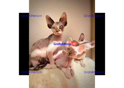 mooie sphynx-kittens voor adoptie