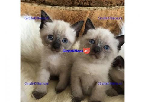 Siamese kittens te koop