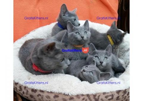 Mooie Russische blauwe kittens