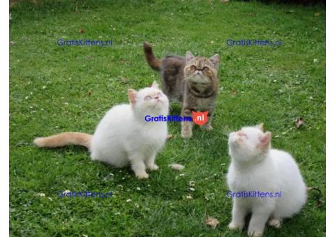 Schattig exotisch katje