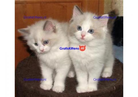 Ragdoll x Siamese kittens