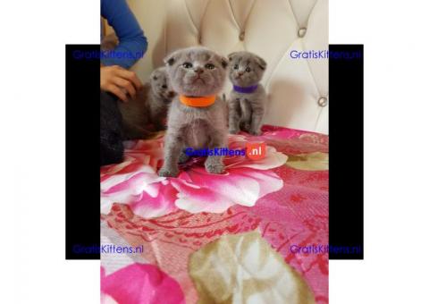 Scottish Fold Kittens te koop