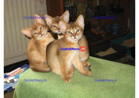 Rasechte Abessijnse kittens te koop