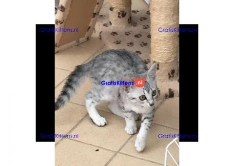 Prachtige Egyptische Mau Kittens