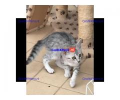 Prachtige Egyptische Mau Kittens