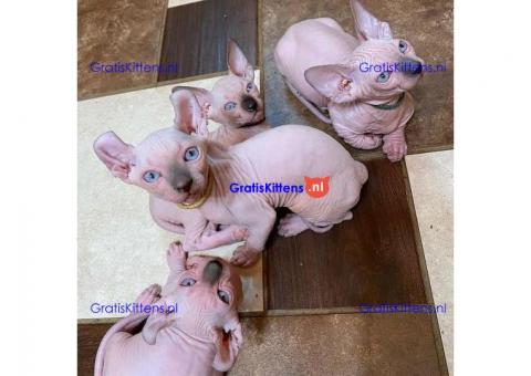 Sphynx-kittens beschikbaar