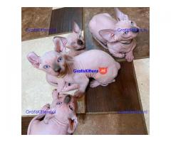 Sphynx-kittens beschikbaar