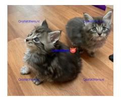 Maine coon kittens reu en teef