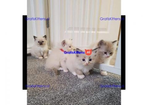 Ragdoll kitten te koop