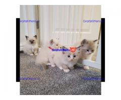 Ragdoll kitten te koop