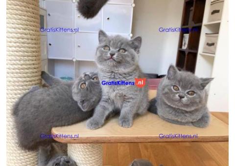 Brits korthaar kittens te koop