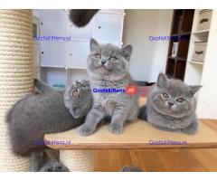Brits korthaar kittens te koop