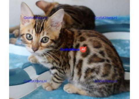 Super Bengal Kittens voor adoptie