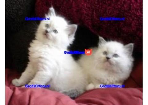 Stamboom Ragdoll-kittens.