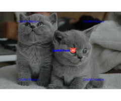 Stamboom brits korthaar kittens