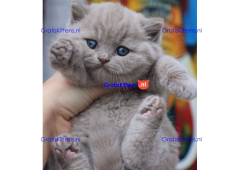 Mooie brits korthaar kittens