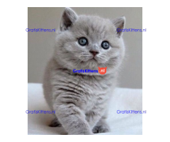 Brits korthaar kittens