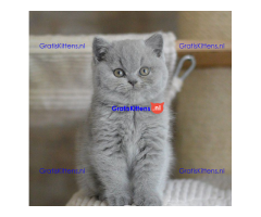 Kwaliteit Britse korthaar kittens