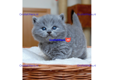 Britse korthaar Kittens